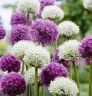 allium duo